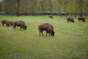 bison-2614479_1280.jpg